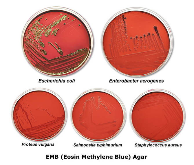 <p>EMB which is differential for lactose fermentation. Metabolising the lactose in the media will produce acid byproducts. This liquefies the dye and the bacteria can pick it up. </p>