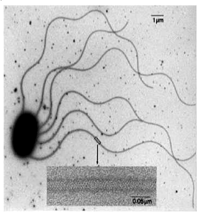 <p>Cytoplasmatische uitstulpingen, structureel identiek aan ciliën maar langer. Bij prokaryoten veel eenvoudiger: één enkel proteïne dat een draad vormt, aangedreven door een roterende moleculaire motor (stator + rotor).</p>