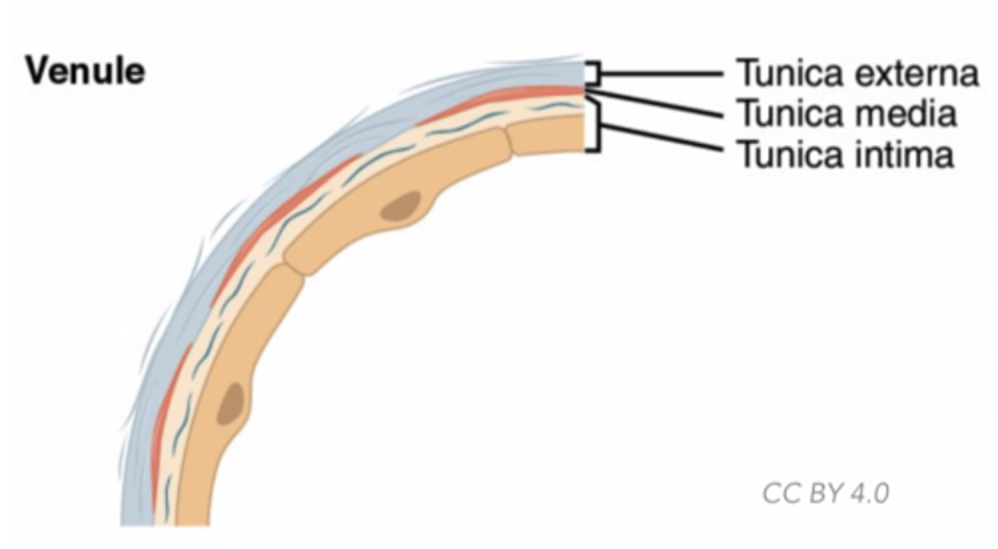 <p>venules</p>