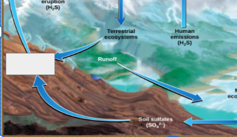 <p>sulfur cycle: name the step</p>