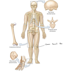 <p>Sutural, Irregular, Short, Long, Flat, Sesamoid</p>