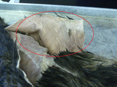 <p>this muscle serves to twitch the skin to avoid irritants, especially on the trunk of the body</p>