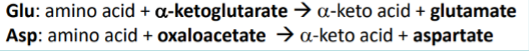 <p>can move the amino group around to make glutamate to be able to enter urea cycle - the alpha-amino groups are transferred onto alpha-keto acids to make the corresponding alpha-keto acids and alpha-amino acids - glutamine + alpha-ketoglutarate get converted to alpha-keto acid + glutamate</p>