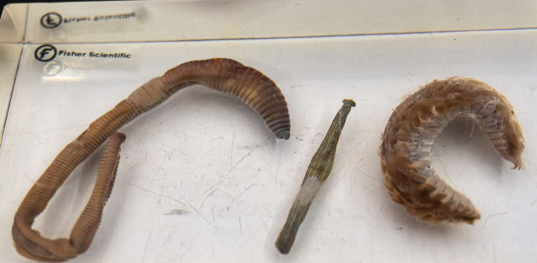 <p>Phylum &amp; names?</p>