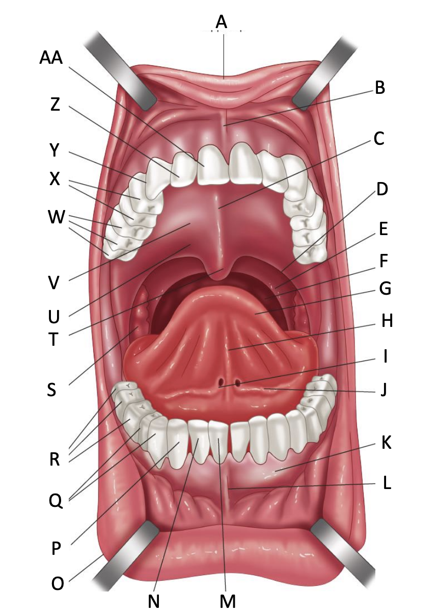 <p>What structure is ‘M’?</p><img src="blob:null/89893a79-ca3d-42fd-bdd7-d0569c3d1058"><p></p>