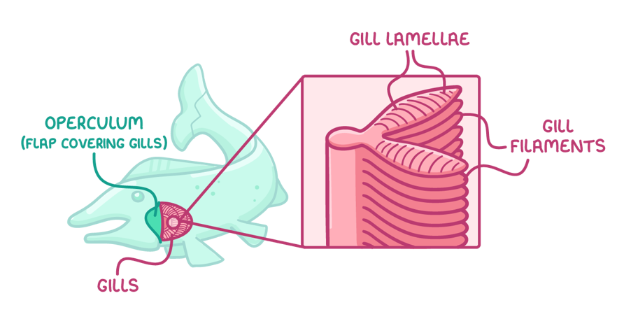 <ul><li><p>Large surface area: gills made of numerous filaments &amp; covered by lamellae</p></li><li><p>Counter-current flow means water &amp; blood flow in opposite directions → maintains high concentration gradient for diffusion of oxygen across entire length of lamellae</p></li></ul><p></p>