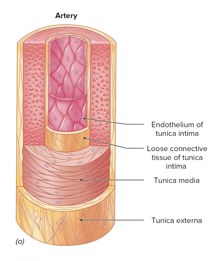<ul><li><p>Outermost layer</p></li><li><p>Dense irregular connective tissue</p></li><li><p>Provides support and elasticity</p></li></ul><p></p>
