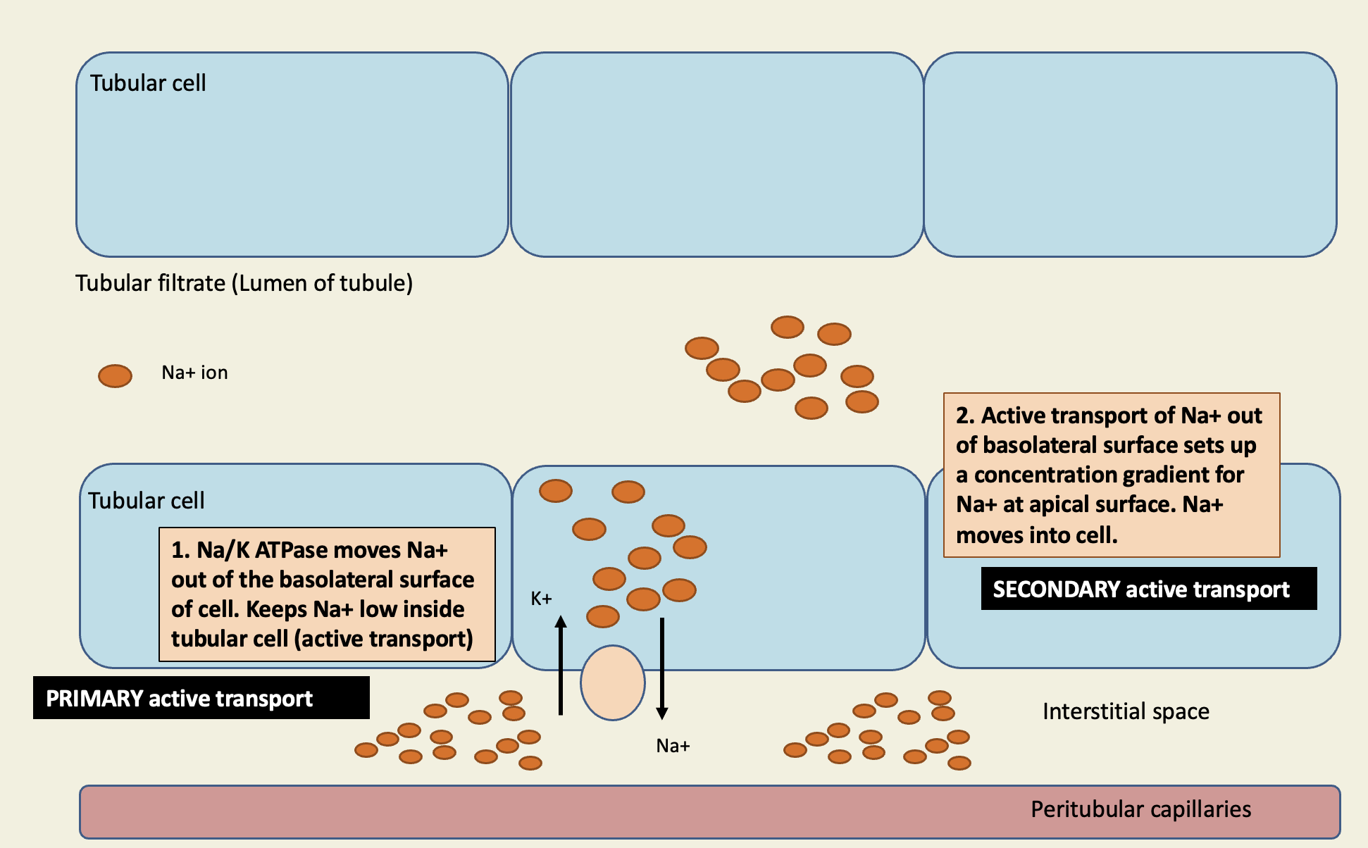 <ol><li><p>equal concentration of Na+ in filtrate and tubular cell</p></li><li><p>Na/K ATPase moves Na+ out of basolateral surface of cell (primary active transport)</p><ol><li><p>makes Na+ low inside tubulate cell</p></li></ol></li><li><p>active transport of Na+ out of basolateral surface sets up a concentration gradient for Na+ at apical surface. Na+ moves into cell via proteins (secondary active transport)</p></li><li><p>2/3 of Na+ reabsorbed in PCT through Na+/H+ exchanger</p><ol><li><p>active transport of Na+ at basolateral surface allows exchange protein to function</p></li><li><p>antiporter; H+ goes into lumen of tubule, Na+ goes into tubular cell</p></li></ol></li></ol><p></p>