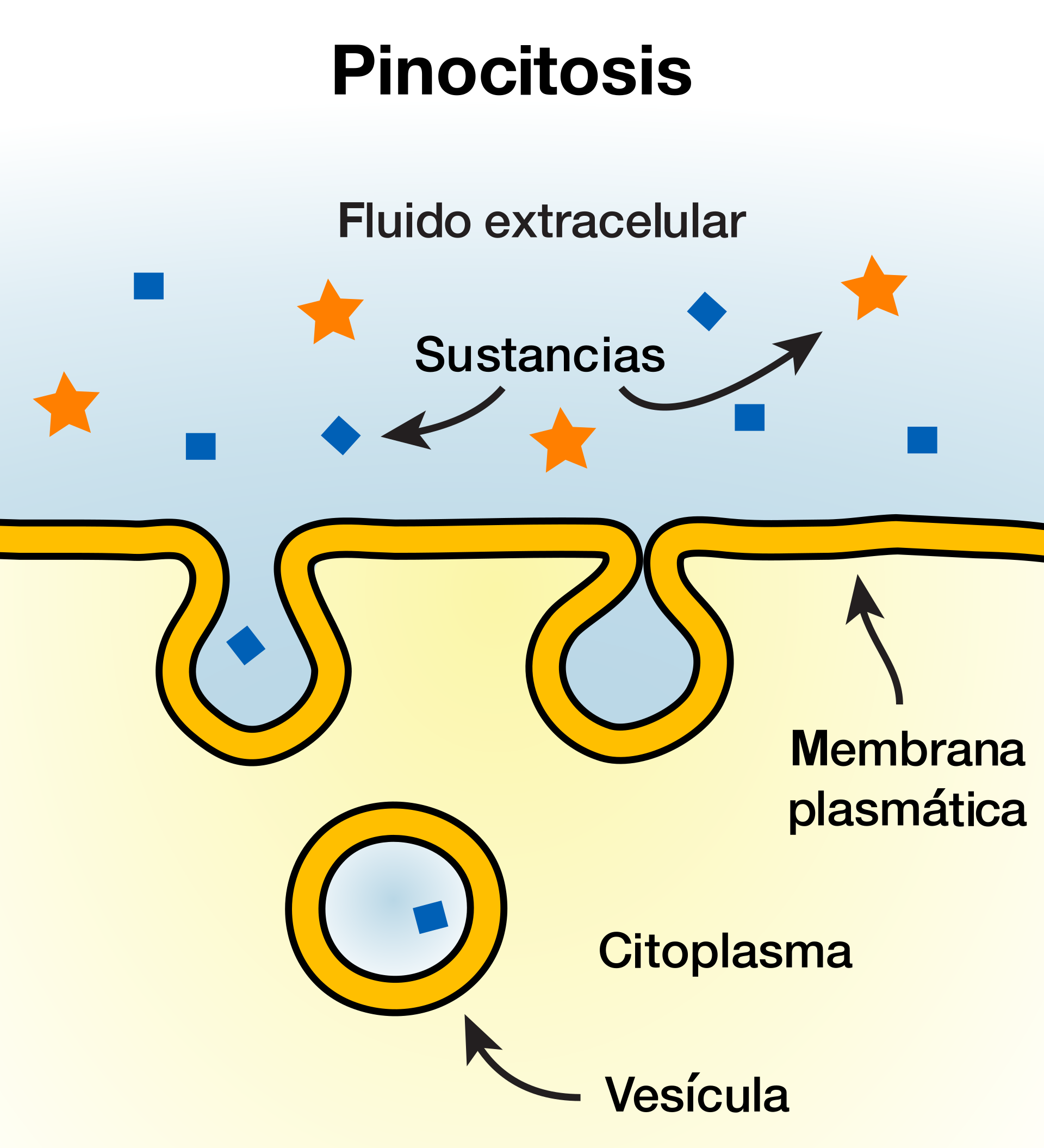 <p>Tipo de endocitosis mediante el cual la célula <strong><mark data-color="#faf80a" style="background-color: rgb(250, 248, 10); color: inherit;">ingiere</mark><mark data-color="#f4f908" style="background-color: rgb(244, 249, 8); color: inherit;"> gotas</mark></strong> de fluido extracelular y solutos disueltos.</p>