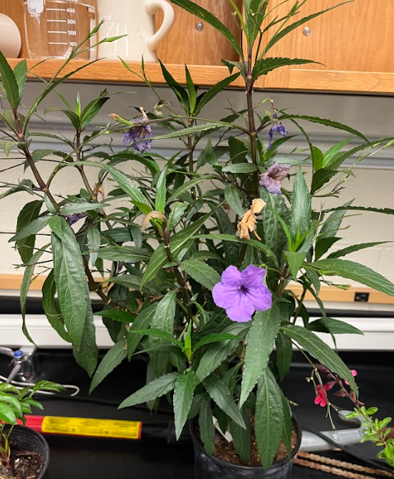 <ul><li><p>swollen nodes</p></li><li><p>undulated</p></li></ul><p></p>