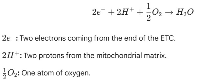 <p><span style="background-color: transparent;">½ Oxygen will bind to the 2 electrons and combine with 2 protons to produce H2O water&nbsp;</span></p><p><span style="background-color: transparent;">(O<sub>2</sub> oxygen is naturally diatomic so to get only 1x oxygen you need half = ½ O2)</span></p>