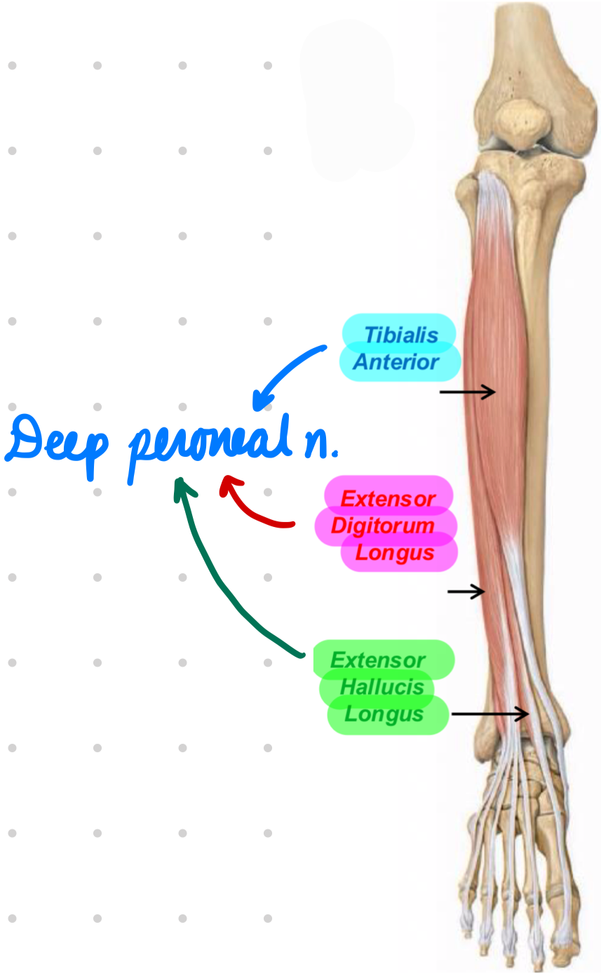 <p>Innervation: Deep peroneal n.</p><p>Action:</p><ul><li><p>Ankle dorsiflexion</p></li><li><p>2nd-5th toe extension</p></li></ul><p></p>