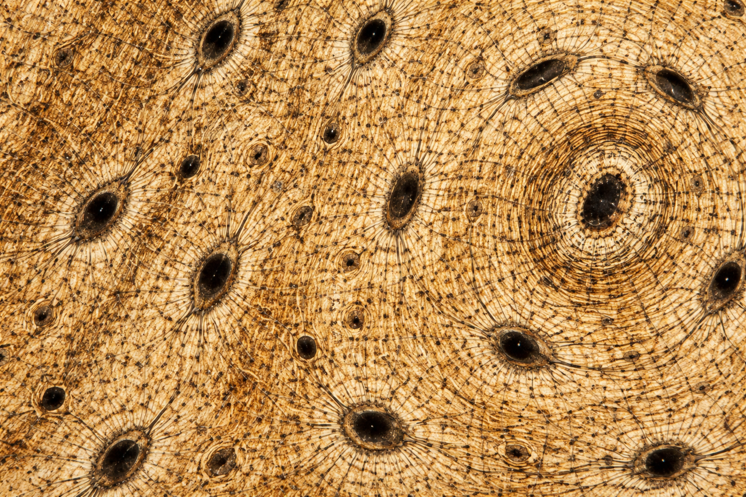 <p>Identify the cell:</p>