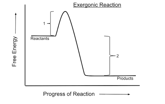 <p>releases energy and products contain less energy than reactants </p>