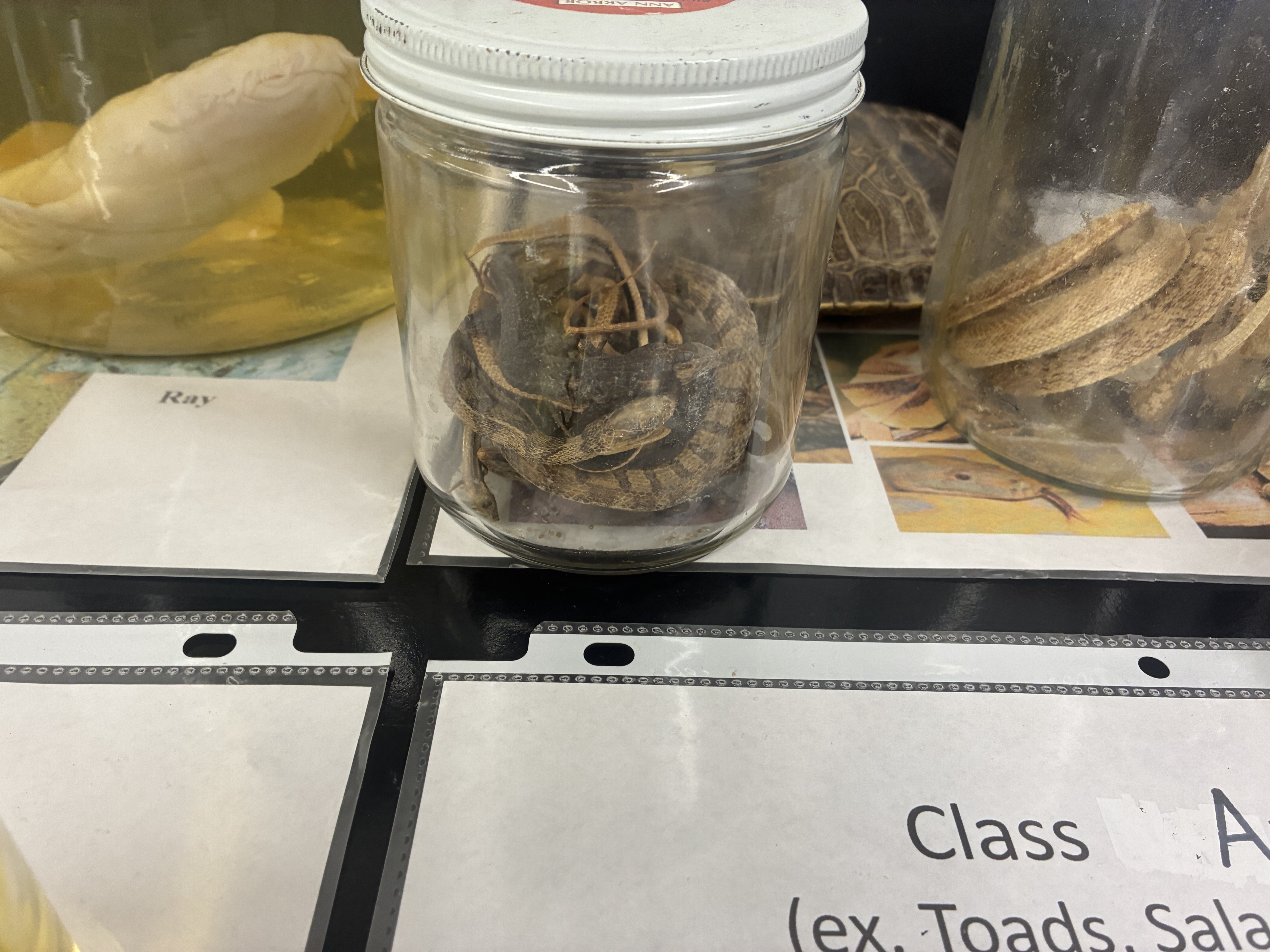 <p>Phylum, class, &amp; key characteristic?</p>
