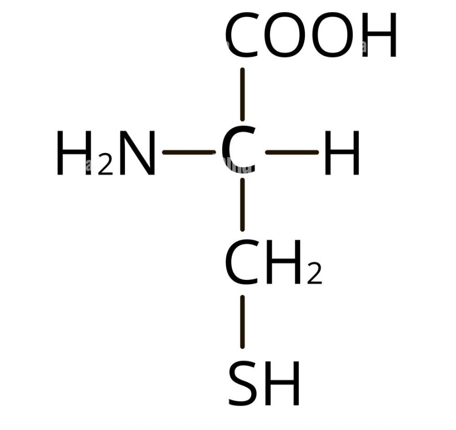 <p>what amino acid</p>