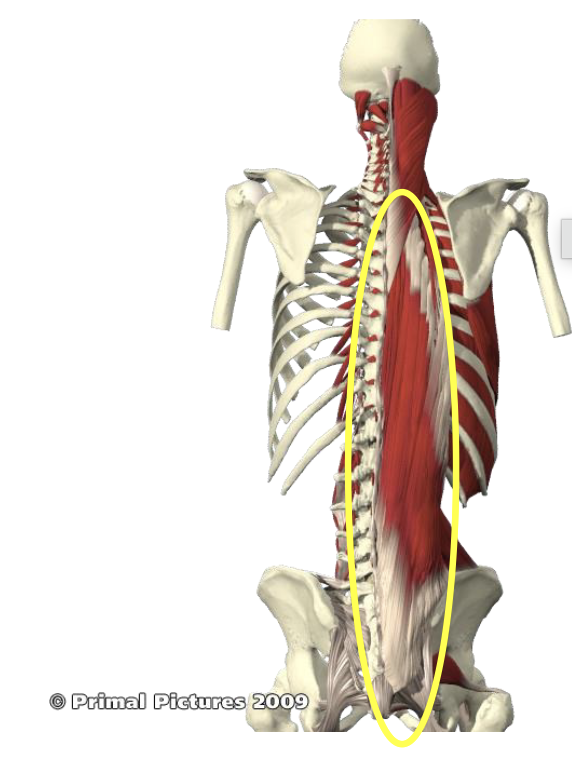 <p>What muscle structure is this? </p>
