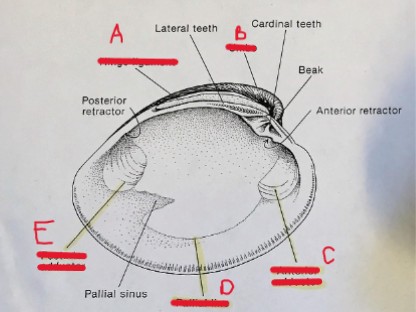 <ol><li><p>identify Kingdom, phylum, class, and genus/species</p></li><li><p>identify a-e</p></li></ol><p></p>