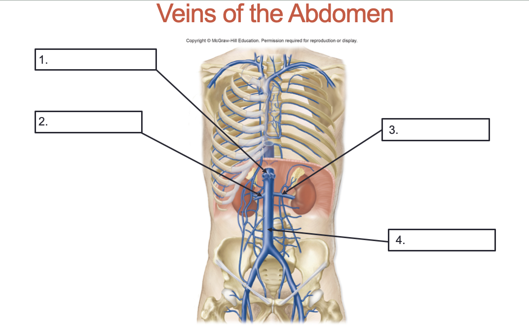 <p>Label these veins of the abdomen:</p>