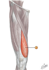 <p>Femoral N</p>