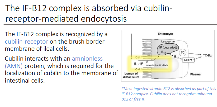 <p>unbound B12 or free IF</p>