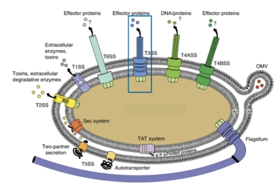 <p>→ bacteriën maken stoffen die buiten de cel werken om de gastheer te helpen infecteren, zoals enzymen of gifstoffen. Die virulentiefactoren moeten door de “cell envelope” naar buiten </p><p></p><p>→ bij Gram- bacteriën is dit extra moeilijk omdat ze een dubbele membraan hebben </p><p>= hiervoor hebben Gram- bacteriën speciale transport eiwitten: </p><p></p><p>Type I tot type VI secretiesystemen</p><p>= elk type werkt net iets anders en kan andere lading exporteren </p><p>→ type III secretie </p><p>= een soort moleculaire injectiespuit van veel Gram- bacteriën. Systeem bouwt een naald-achtig kanaal van de bacterie naar de gastheercel en injecteert effector-eiwitten direct in het cytoplasma van de gastheercel <br>→ die effectoren manipuleren de gastheercel zodat de bacterie beter kan: </p><ul><li><p>binnendringen of opgenomen worden </p></li><li><p>immuunreacties onderdrukken/ontwijken </p></li><li><p>celstructuur veranderen </p></li><li><p>ontsteking sturen </p></li></ul><p>(kan verschillen per pathogeen) </p><p></p>