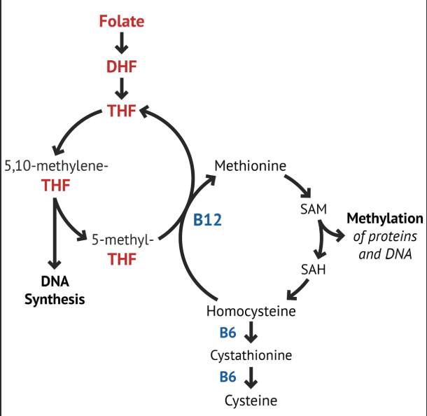 <p>B12 and folate</p>