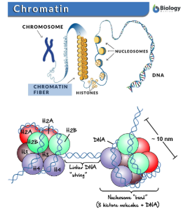<p>Strucutures formed by DNA wrapping around proteins called histones.</p>
