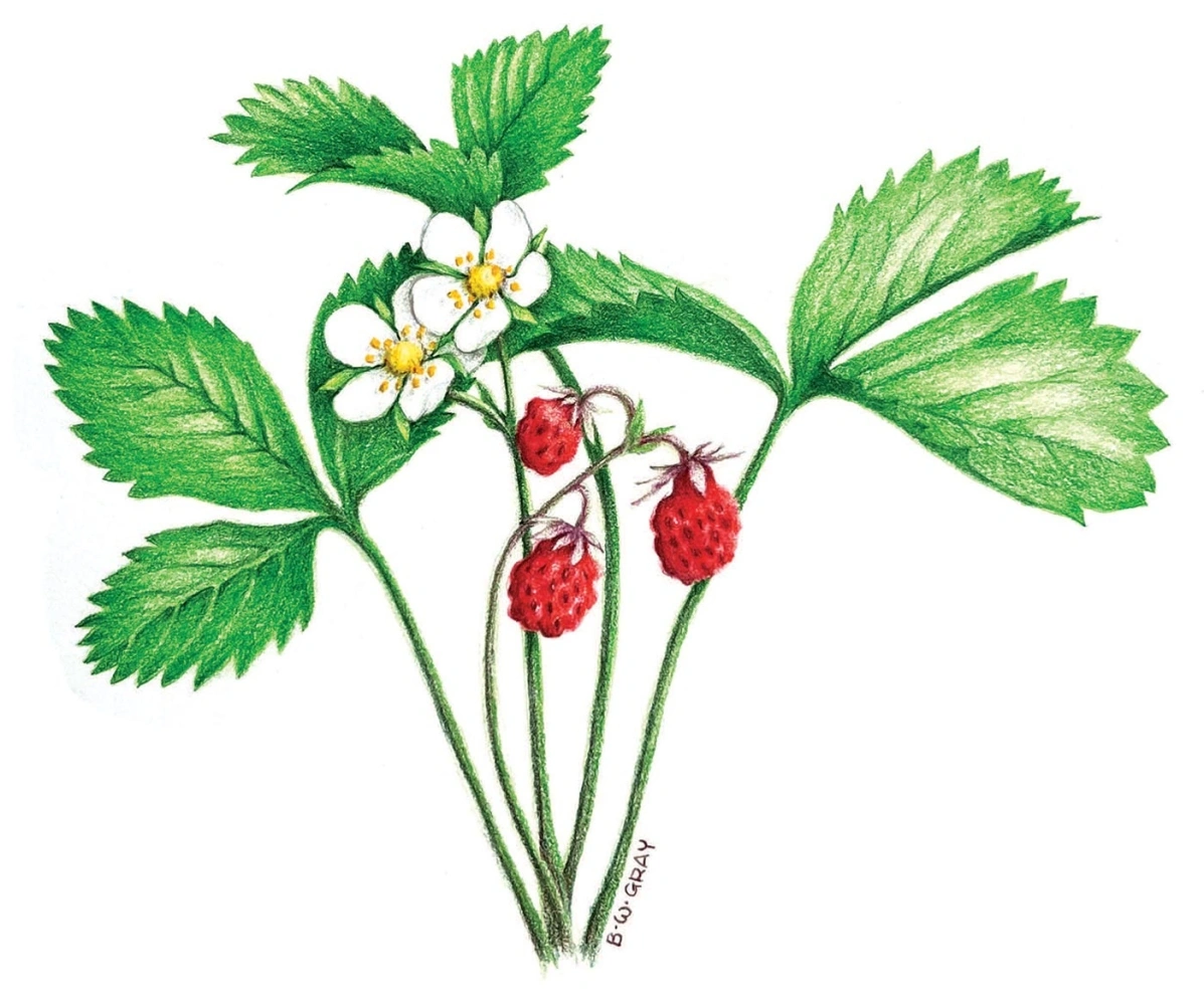 <p>Fragaria virginiana</p>