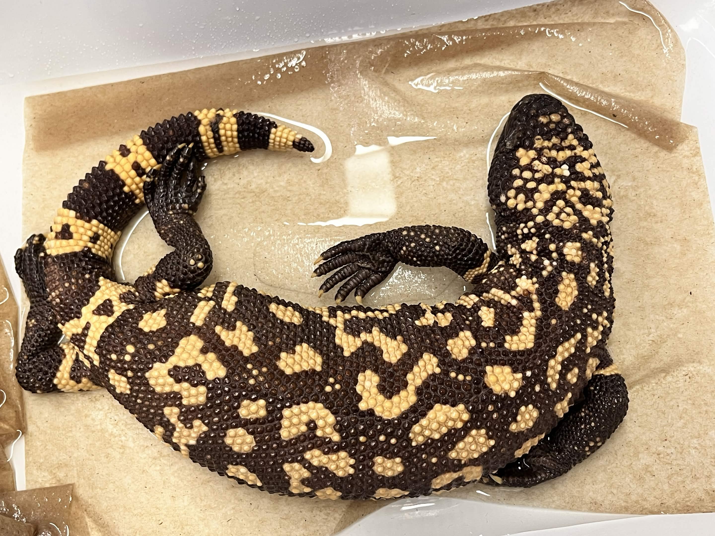 <p>Family + Species?</p><ul><li><p><strong>orange/pink and black</strong></p></li><li><p>beady</p></li></ul><p></p>