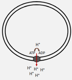 <p>This is showing</p>