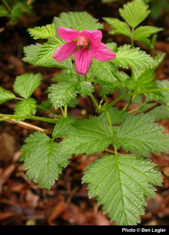 <p>Rubus spectabilis </p>