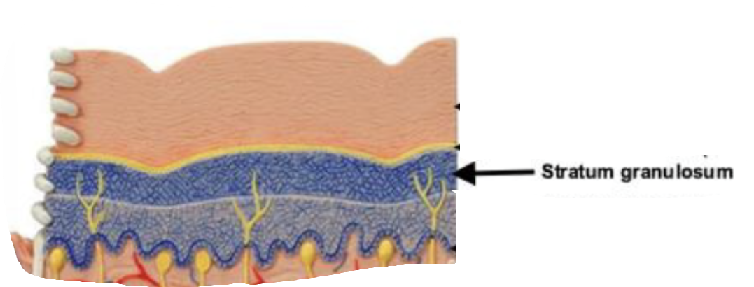 <ul><li><p>three to five layers</p><ul><li><p>contain numerous dark granules</p></li></ul></li></ul><p></p>