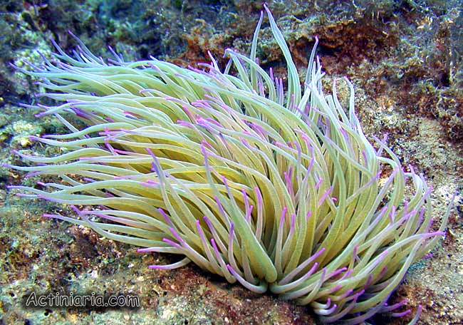 <p>Snakelocks anemone</p><p>- Span of tentacles up to 20cm</p><p>- Base up to 7cm</p><p>- Up to 200 tentacles which range from olive green to white with violet tips, found in large colonies.</p><p>- Symbiotic algae called zooxanthellae live in the anemone and contain chlorophyll which gives the anemone its green colour</p><p>- Does have a sting but can't penetrate the skin; however, can severely irritate eyes and mouth</p>