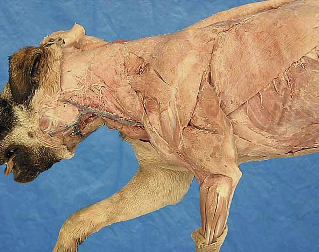 <p>name this muscle </p>