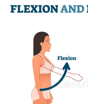 <ul><li><p><mark data-color="#440000" style="background-color: rgb(68, 0, 0); color: inherit;">Prime mover (anterior):</mark> Deltoid → flexes and medially rotates arm.</p><ul><li><p>Synergist: Coracobrachialis → assists in arm flexion.</p></li></ul></li></ul><p></p>