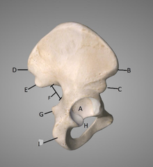 <p>A</p>