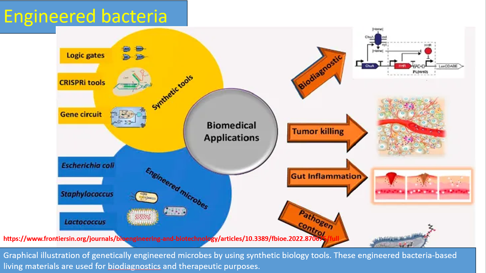 <p>Engineered bacteria diagram: synthetic tools</p>