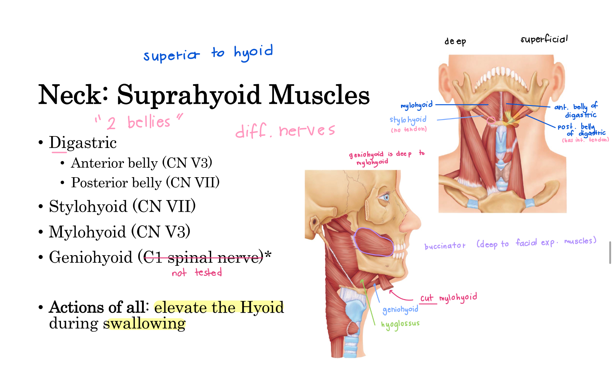 <p>Mylohyoid (action & innervation)</p>