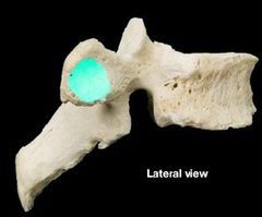 <p>groove at end of transverse process of thoracic vertebra that houses the head of the ribs</p>
