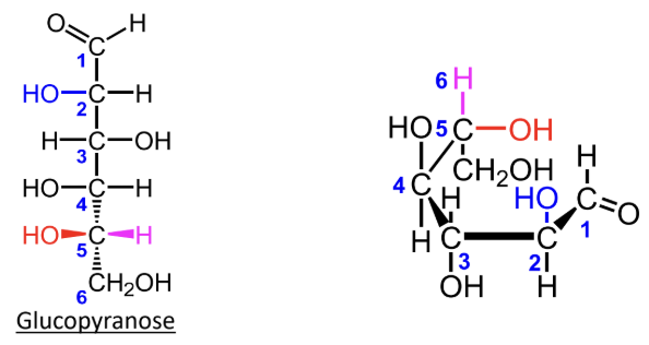 <p>For <strong>L-monosaccharides</strong>, where is the highest-numbered CH2OH group placed in the Haworth ring?</p>