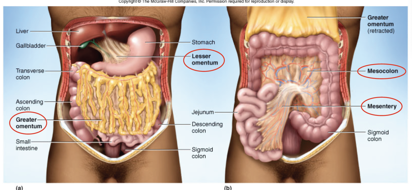<p>anterior to the abdominal viscera (abdominal organs)</p><p></p><p>provides protection, padding, insulation and energy reserves</p>