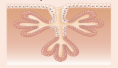 <p>- mucous glands in mouth</p><p>- bulbourethral glands in male reproductive system</p><p>- in testes (seminiferous tubules)</p>