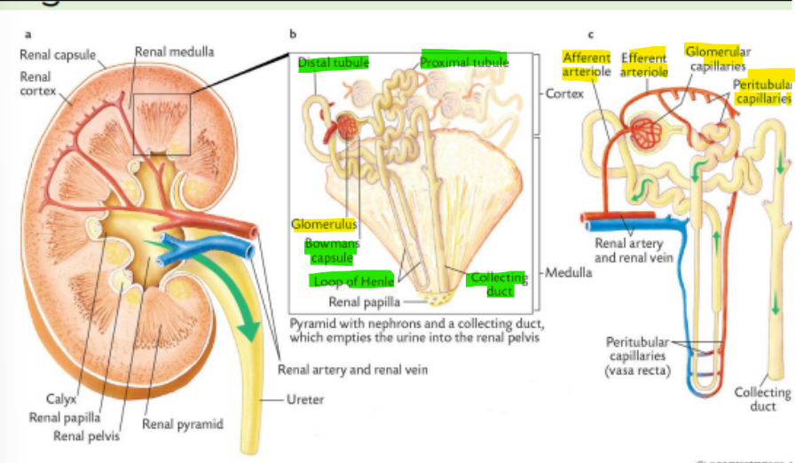 <p>The functional units within the kidney are known as <span style="color: purple;">nephrons</span></p><p></p><p>Each nephron consists of a <strong>blood supply </strong>and a <span style="color: purple;">specialized network of ducts called a <strong>tubule</strong></span></p><p></p><p><strong>Vascular </strong>parts of the nephron include<span style="color: purple;"> afferent arteriole, glomerulus, efferent arteriole and peritubular capillaries</span></p><p></p><p><strong>Tubular </strong>parts include <span style="color: purple;">bowman’s capsule, proximal tubule, loop of henle, distal tubule and collecting duct</span></p>