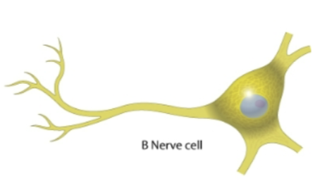 <p>what cell</p>