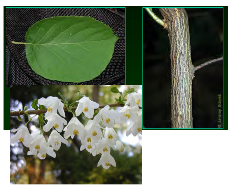 <p>•</p><p>Styracaceae</p><p>•</p><p>Floodplains, stream banks</p><p>•</p><p>Key Characters:</p><p>•</p><p>Ovate leaves</p><p>•</p><p>Irregular symmetry</p><p>•</p><p>Winged fruits</p><p>•</p><p>Striped bark</p><p>•</p><p>White flowers (4 petals)</p>