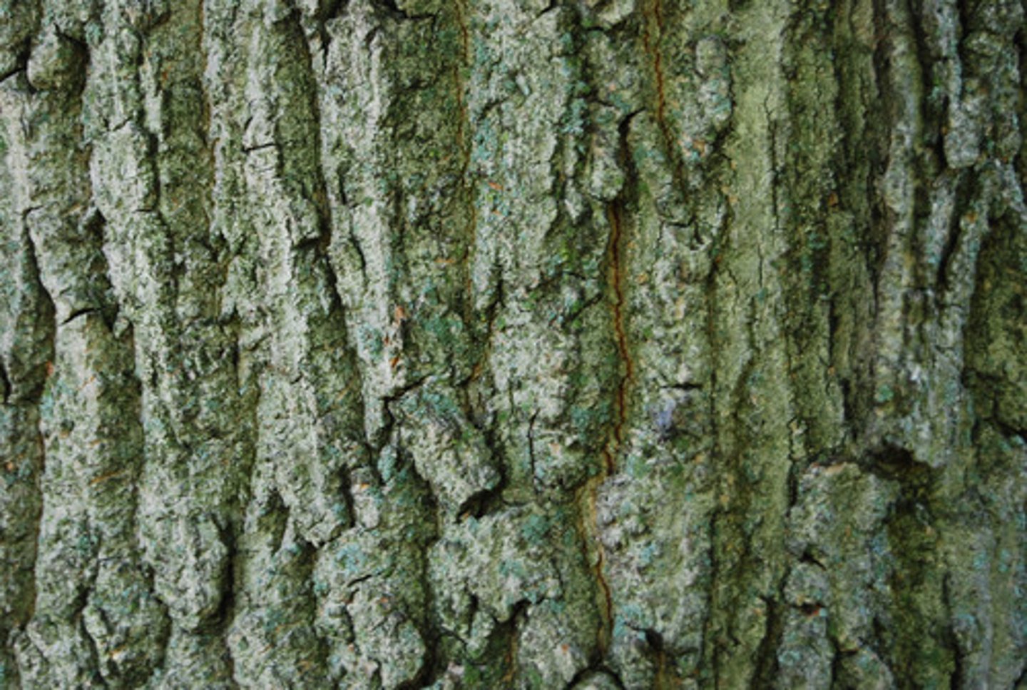 <p>peel, crust</p>