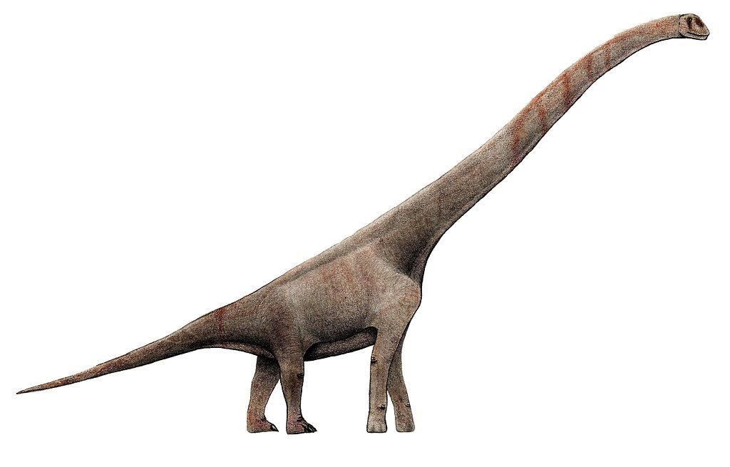 <ul><li><p><span style="background-color: transparent;">Name: lizard footed</span></p></li><li><p><span style="background-color: transparent;">Stratigraphic range: middle triassic to late cretacous</span></p></li><li><p><span style="background-color: transparent;">Geographic range: all continents</span></p></li><li><p><span style="background-color: transparent;">Pedal: bi or quadrupeds</span></p></li><li><p><span style="background-color: transparent;">Diet: herbivores</span></p></li><li><p><span style="background-color: transparent;">Trace fossils:</span></p><ul><li><p><span style="background-color: transparent;">Trackways</span></p></li><li><p><span style="background-color: transparent;">Gastroliths and teeth</span></p></li><li><p><span style="background-color: transparent;">Eggs and nests</span></p></li></ul></li><li><p><span style="background-color: transparent;">Evolutionary novelties:</span></p><ul><li><p><span style="background-color: transparent;">Head very small relative to body</span></p></li><li><p><span style="background-color: transparent;">Spatulate teeth</span></p></li><li><p><span style="background-color: transparent;">Short feet</span></p></li></ul></li></ul><p></p>