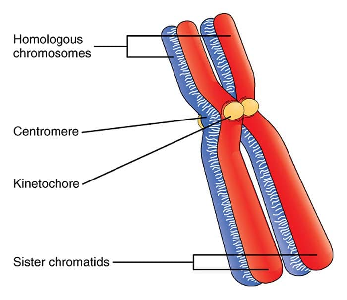 <p>The maternal and paternal copies of a chromosome that join together to form a diploid organism.</p>