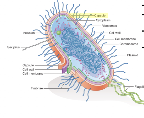 <ul><li><p>highly organized glycocalyx</p></li><li><p>some ___ resist phagocytosis, help bacteria evade host defenses</p></li><li><p>ex: klebsiella pneumonia, neisseria meningitidis, and streptococcus pneumoniae</p></li></ul><p></p>